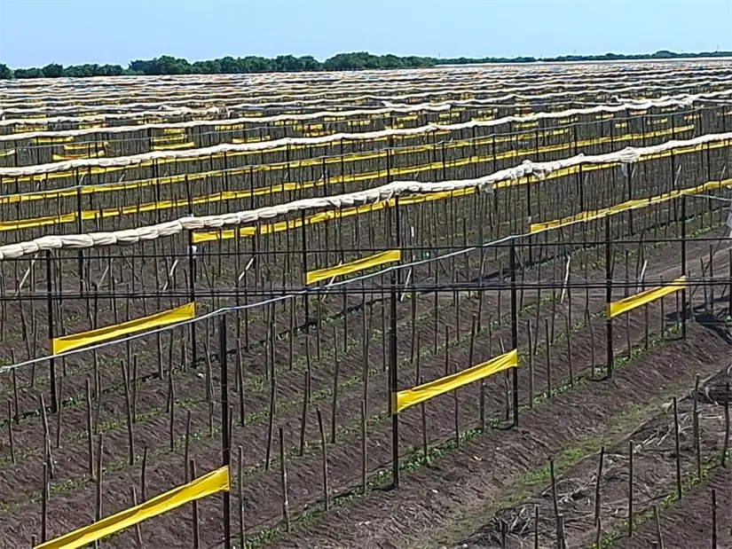 Con el fin de la temporada de huracanes inicia en Sinaloa la plantación de hortalizas bajo invernaderos y casasombras