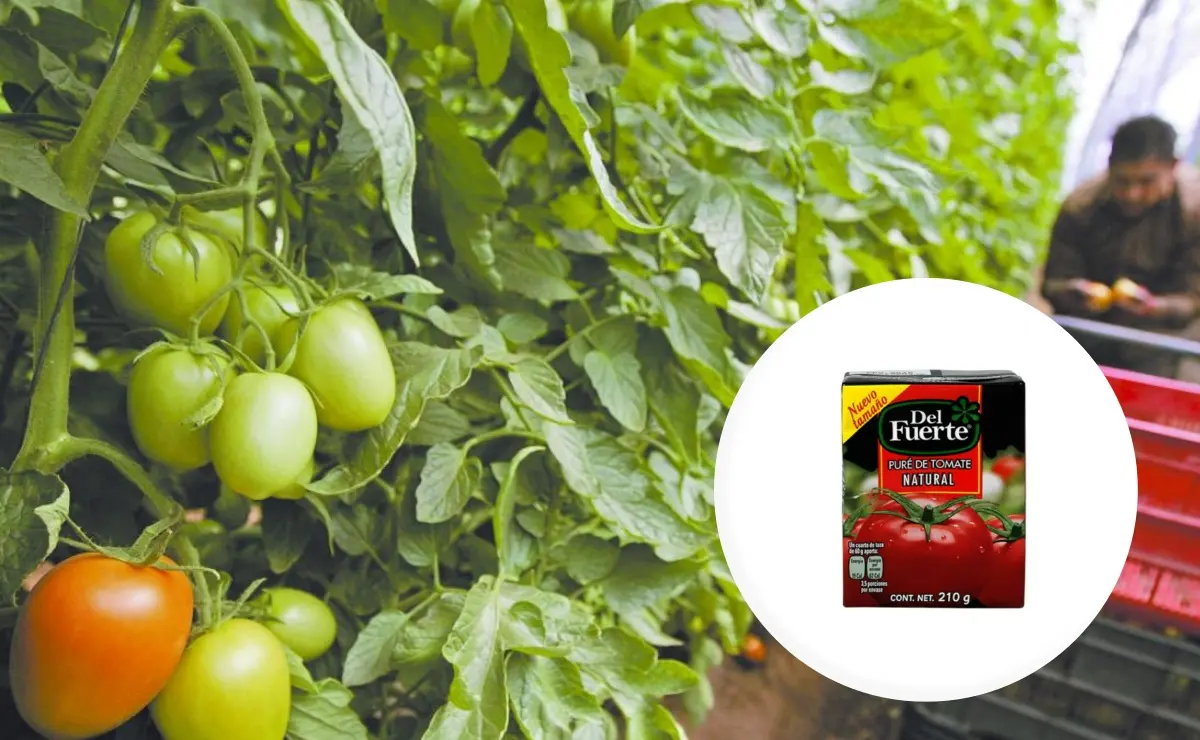 ¿Quiénes son los dueños de la empresa Del Fuerte? Líder en purés de tomate