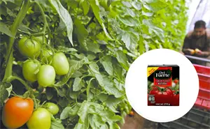 ¿Quiénes son los dueños de la empresa Del Fuerte? Líder en purés de tomate