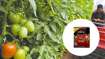 ¿Quiénes son los dueños de la empresa Del Fuerte? Líder en purés de tomate