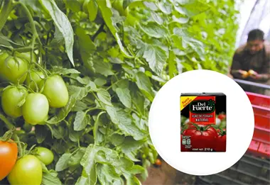 ¿Quiénes son los dueños de la empresa Del Fuerte? Líder en purés de tomate