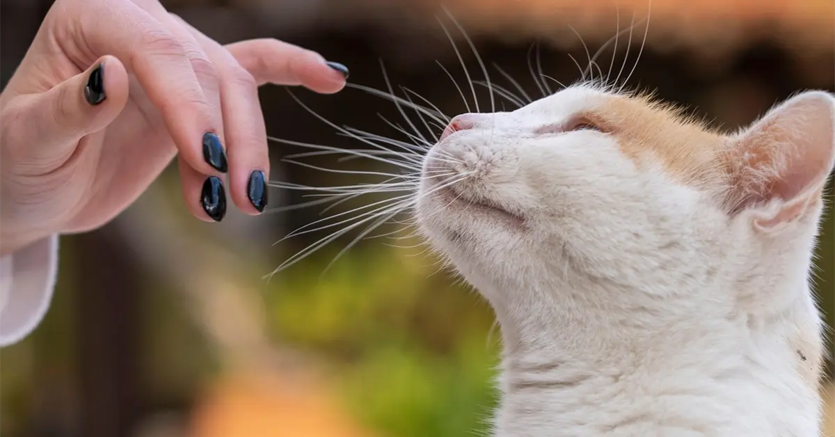 Es muy importante la curiosidad en nuestra vida