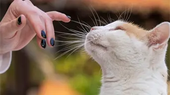 Es muy importante la curiosidad en nuestra vida