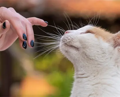 Es muy importante la curiosidad en nuestra vida