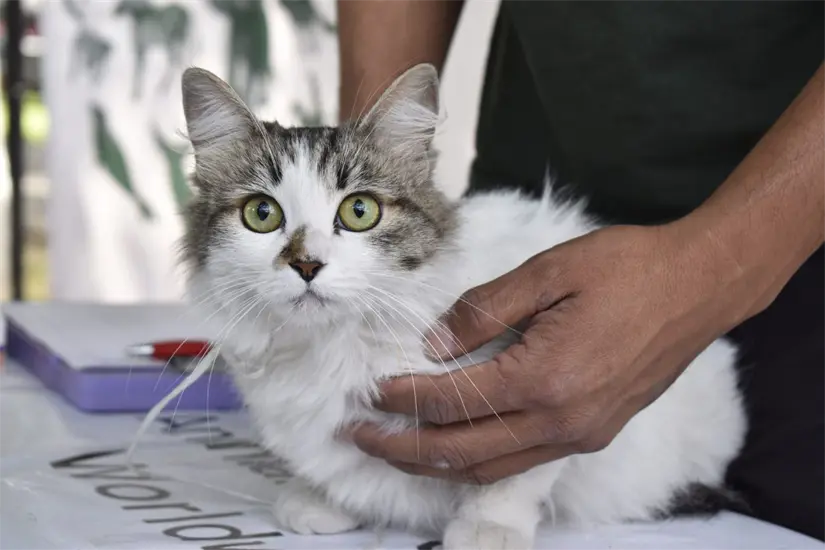 Atención para mascotas accesible en el Hospital Veterinario Municipal de Aguascalientes. Foto: Cortesía