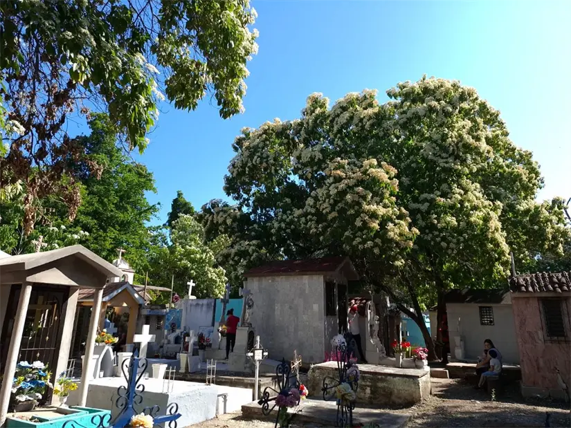 Las flores blancas de los árboles de inmortal dan al Panteón La Lima un aspecto sereno y luminoso.