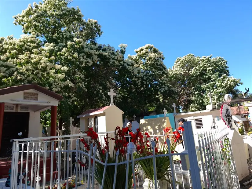 Los árboles de inmortal cubren con su flor blanca  y sombra los senderos del camposanto.