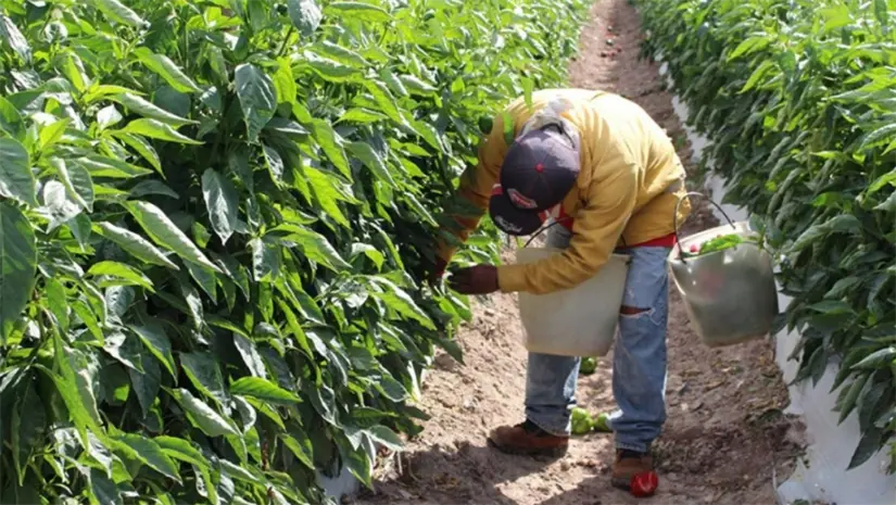 Sinaloa ha estado entre los primeros lugares en crecimiento económico según el ITAEE.