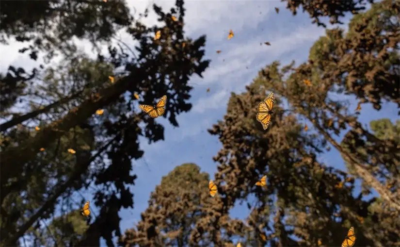 Conoce los detalles de la migración de la mariposa monarca. Foto: Cortesía