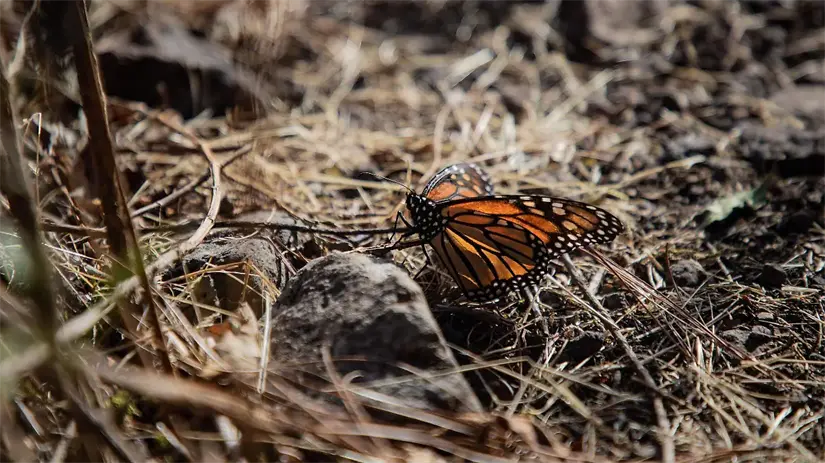 La migración es un trabajo monumental para las monarcas. Foto: Cortesía