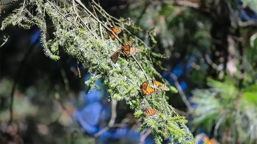 Las mariposas monarca son una pieza clave de los ecosistemas. Foto: Cortesía