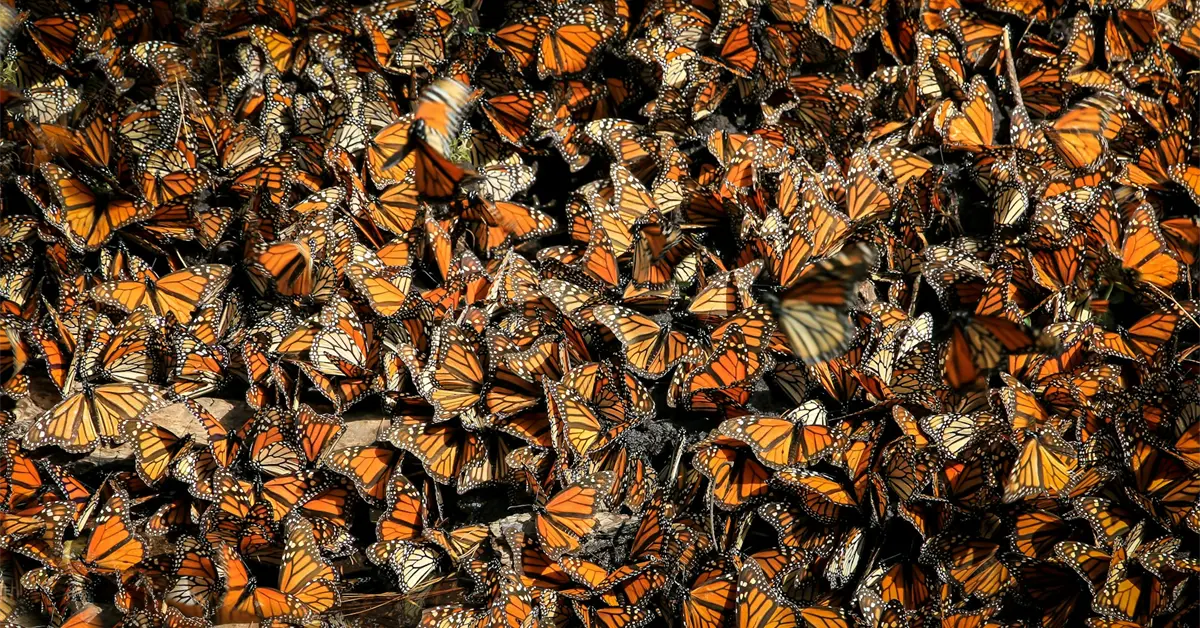 Migración de la mariposa monarca 2025: ¿Cuándo llegan y dónde verlas?