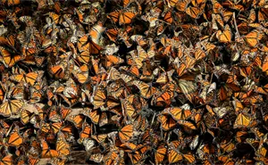Migración de la mariposa monarca 2025: ¿Cuándo llegan y dónde verlas?