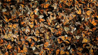 Migración de la mariposa monarca 2025: ¿Cuándo llegan y dónde verlas?