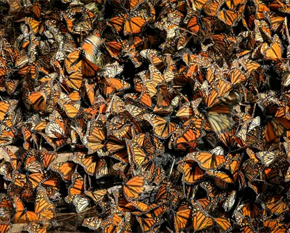 Migración de la mariposa monarca 2025: ¿Cuándo llegan y dónde verlas?
