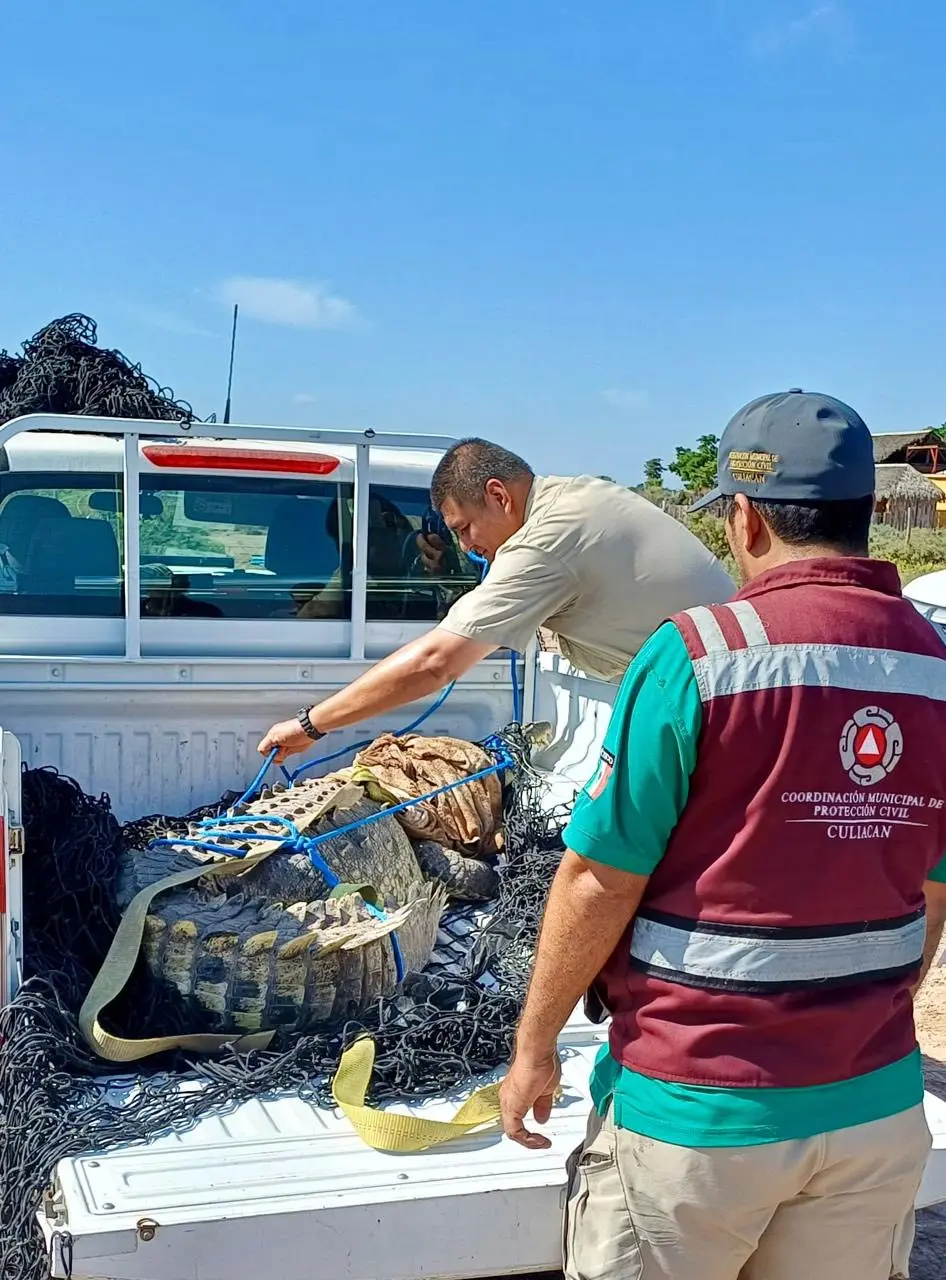 Con este rescate, ya son tres los cocodrilos que han sido liberados en Culiacán durante 2025.