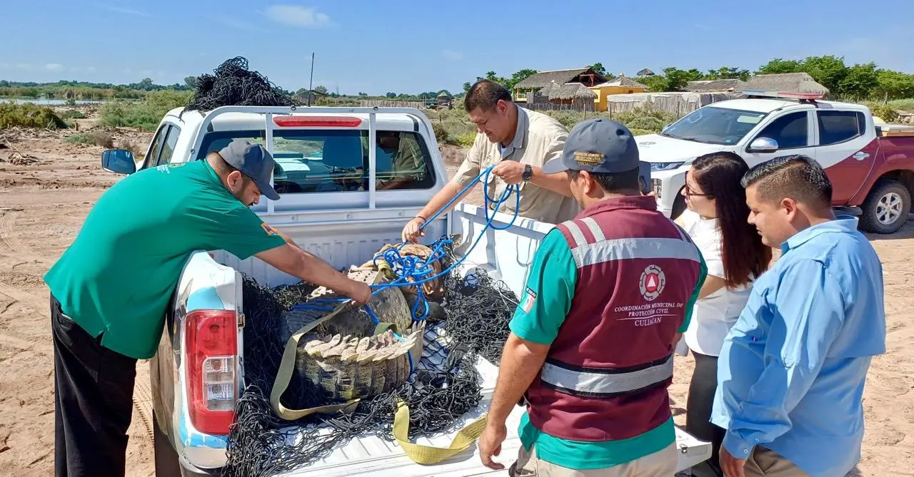 El titular de Protección Civil Culiacán, Jesús Bill Mendoza Ontiveros, explicó que el cocodrilo fue capturado siguiendo protocolos de seguridad y bienestar animal, para evitar riesgos tanto a la población como al propio ejemplar.