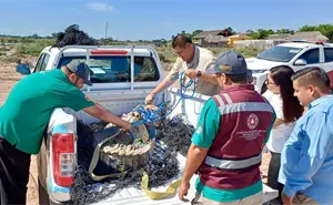 Capturan y liberan un cocodrilo de casi tres metros en Culiacán: fue devuelto a su hábitat natural