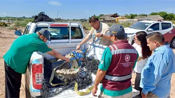Capturan y liberan un cocodrilo de casi tres metros en Culiacán: fue devuelto a su hábitat natural