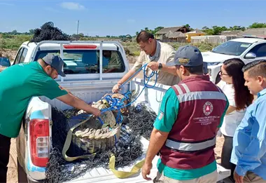 Capturan y liberan un cocodrilo de casi tres metros en Culiacán: fue devuelto a su hábitat natural