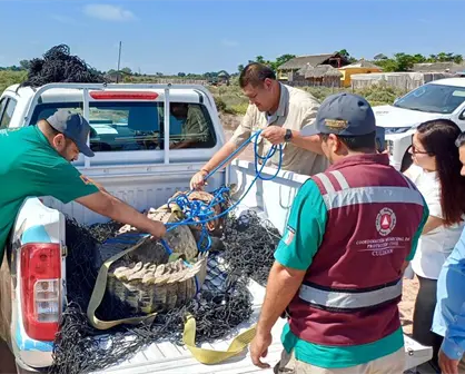Capturan y liberan un cocodrilo de casi tres metros en Culiacán: fue devuelto a su hábitat natural