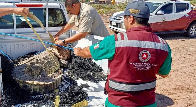 Protección Civil y el Grupo Especializado en Protección Animal (GEPA) unieron fuerzas para rescatar y liberar a un cocodrilo de gran tamaño, reafirmando su compromiso con la fauna silvestre de Culiacán.