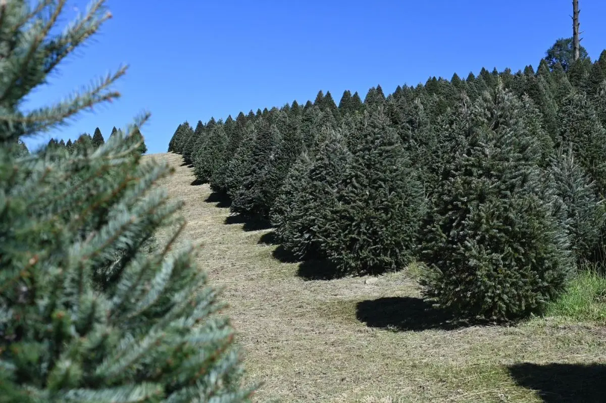 Plantaciones para conseguir un árbol de Navidad natural en el Edomex. Foto: Cortesía