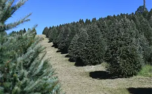 ¿Dónde comprar un árbol de Navidad natural en el Edomex?; centros autorizados