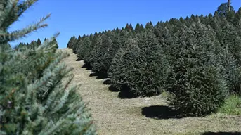 ¿Dónde comprar un árbol de Navidad natural en el Edomex?; centros autorizados