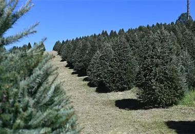 ¿Dónde comprar un árbol de Navidad natural en el Edomex?; centros autorizados