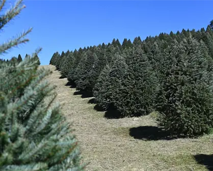 ¿Dónde comprar un árbol de Navidad natural en el Edomex?; centros autorizados
