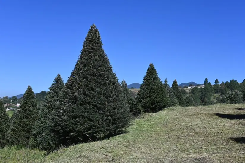 Lugares para adquirir árboles de Navidad naturales del Edomex. Foto: Cortesía