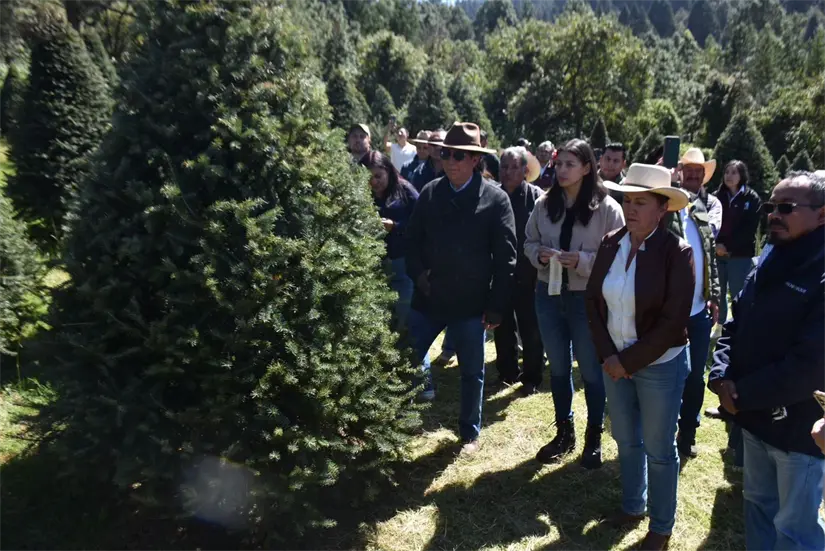 Modalidades para adquirir un árbol de Navidad natural en el Edomex. Foto: Cortesía