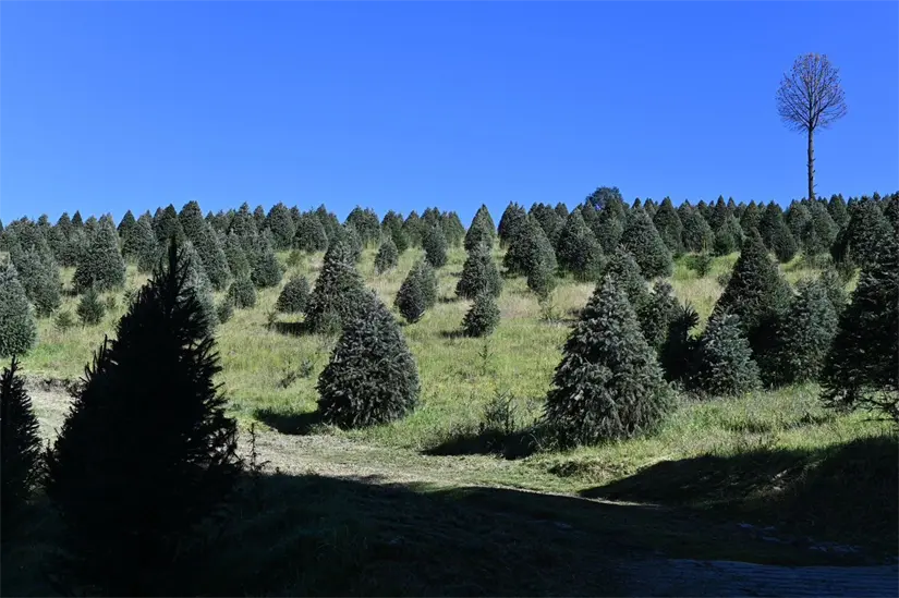 Ya comenzó la venta de árboles de navidad en Edomex. Foto: Cortesía