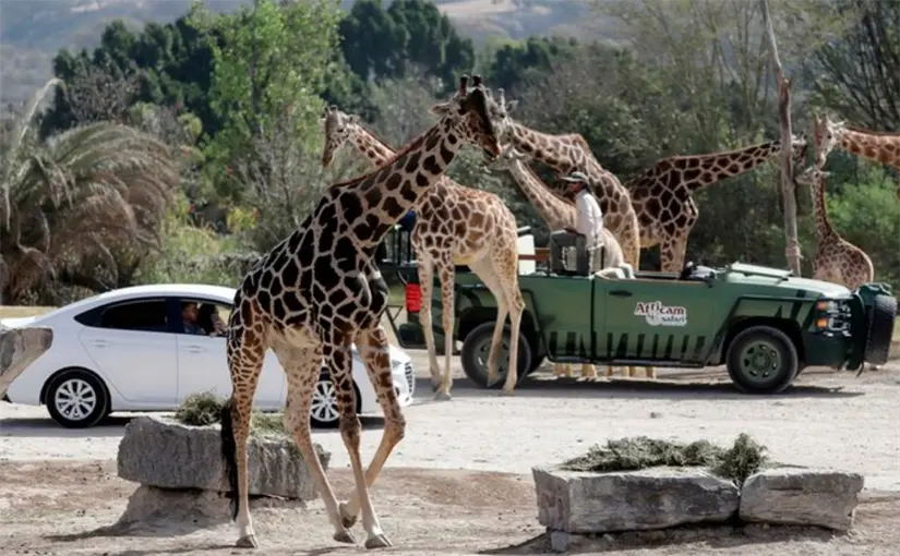 Aquí te decimos cómo llegar a Africam Safari en Puebla desde CDMX. Foto: cortesía.