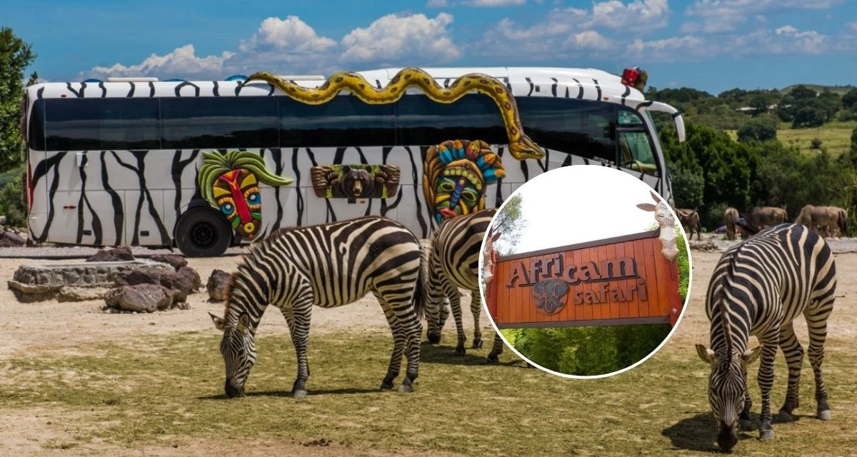 Estos son los costos y las actividades que puedes disfrutar en Africam Safari en Puebla. Foto: cortesía