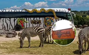 Africam Safari Puebla: precios, horarios y cómo llegar desde CDMX en 2025