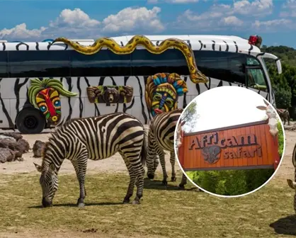 Africam Safari Puebla: precios, horarios y cómo llegar desde CDMX en 2025
