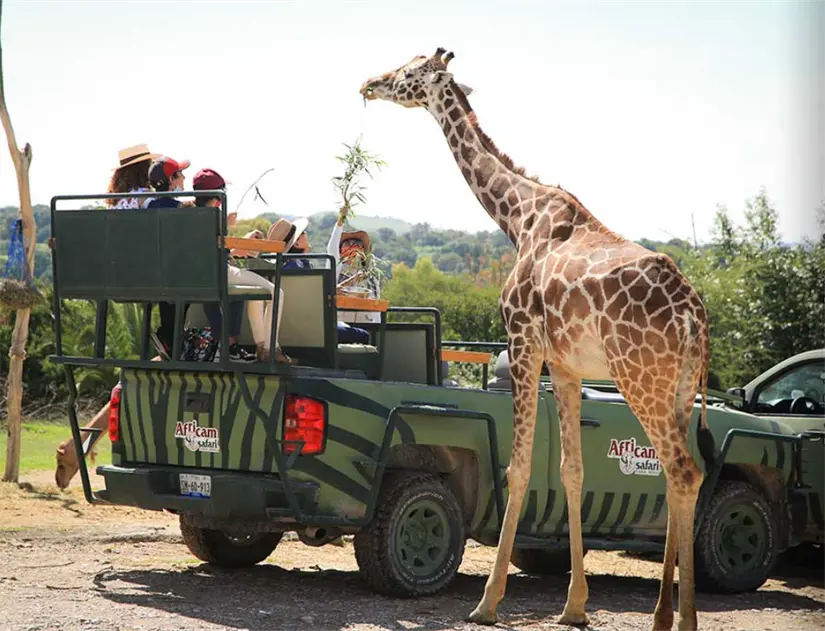 Disfruta de todas las actividades que tiene Africam Safari en Puebla. Foto: cortesía.