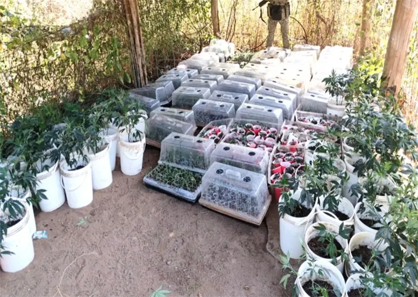 Casi 3 mil 200 plantas de marihuana fueron aseguradas en los campamentos clandestinos. Foto: SSPC
