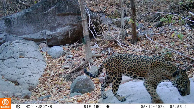 Fotografía de jaguar en selva baja espinosa de San Ignacio, Sinaloa. Foto cámara trampa