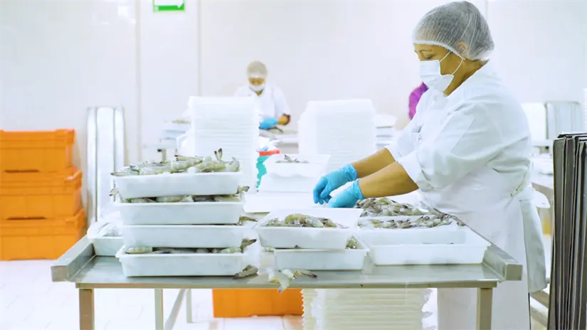 La pesca sustentable con redes suriperas da preferencia del camarón en mercados internacionales