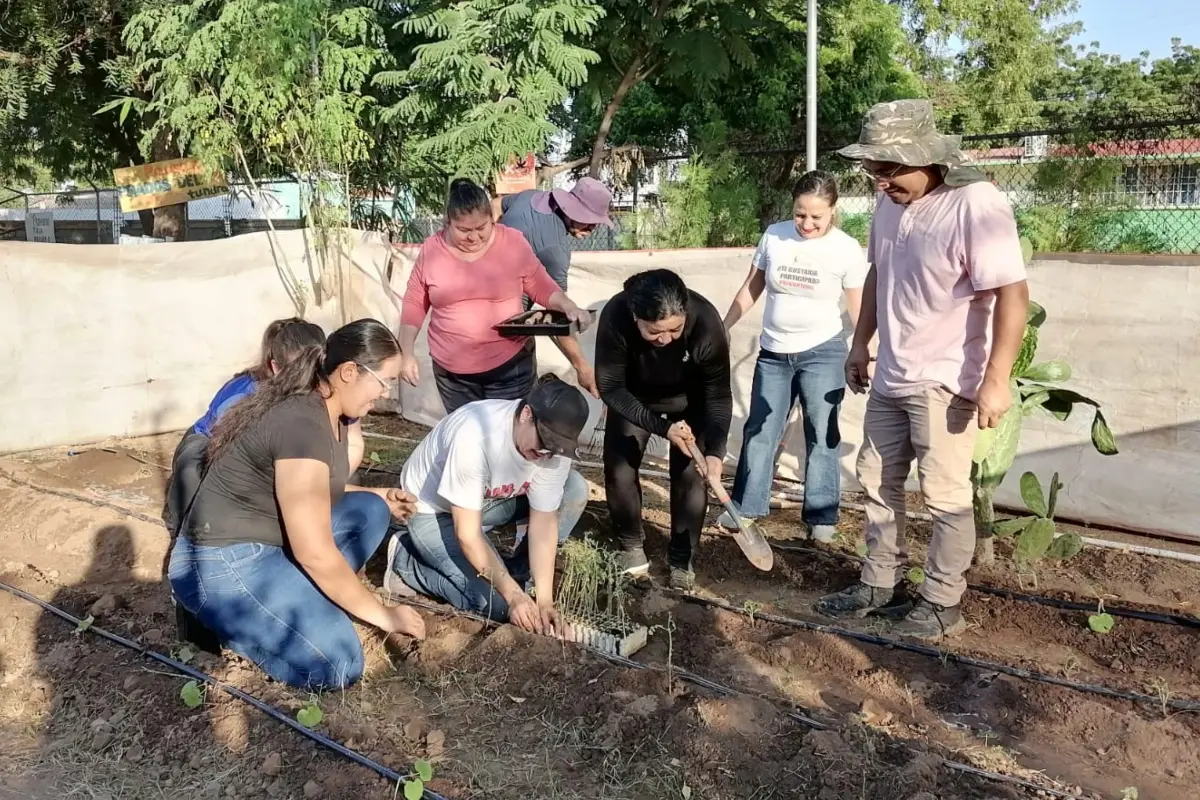 El Parque Prados del Sol La Tundra en Culiacán florece gracias al comité vecinal que impulsa un huerto urbano con tomate, pepino y solidaridad comunitaria.