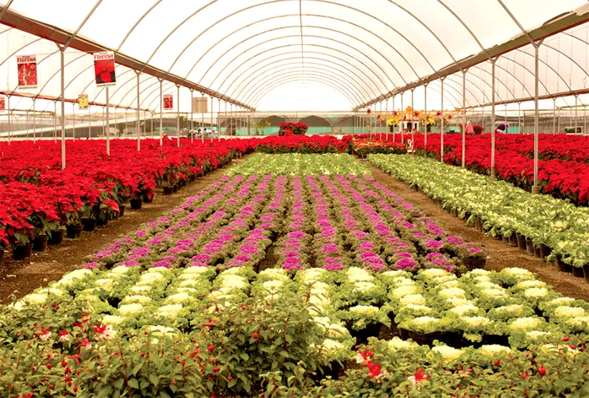 Viveros en la colonia Cabrera. Foto: cortesía.