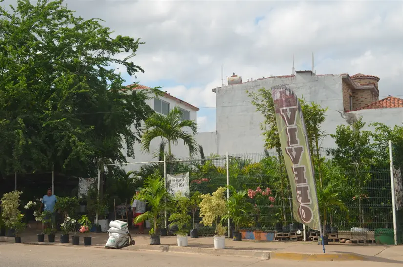 Interesados en alguna especie pueden visitar el vivero que se ubica sobre el bulevar Agricultores esquina con la calle Justicia en la colonia Guadalupe Victoria. Foto: Juan Madrigal