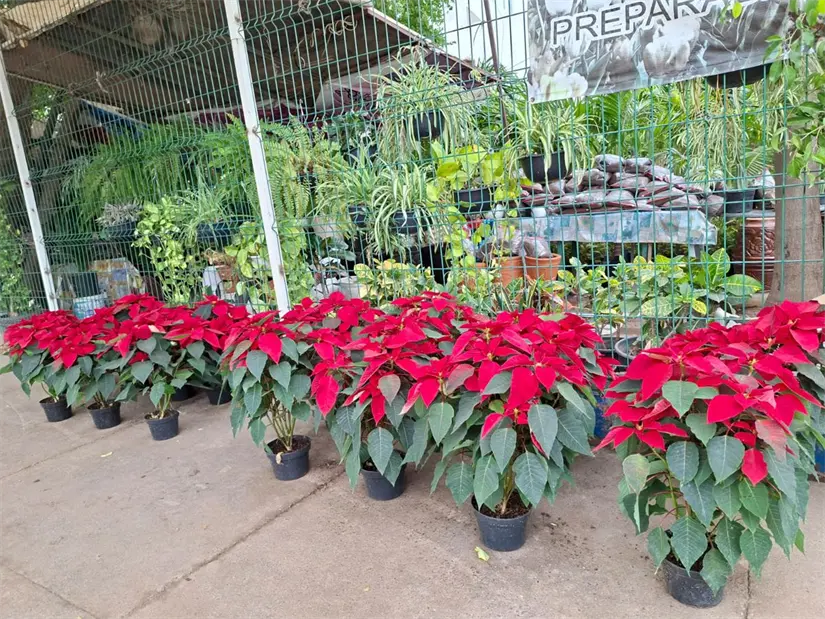 Jorge Valencia López demuestra que sembrar plantas también es sembrar vida, esperanza y paz en la capital sinaloense. Foto: Juan Madrigal