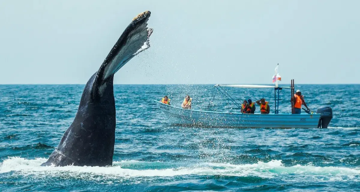 Este es el destino perfecto para observar a las ballenas gigantes en Oaxaca. Foto: Cortesía.