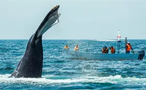 Inicia la temporada de avistamiento de ballenas en Oaxaca: fechas, destinos y tips para tu visita