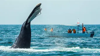 Inicia la temporada de avistamiento de ballenas en Oaxaca: fechas, destinos y tips para tu visita