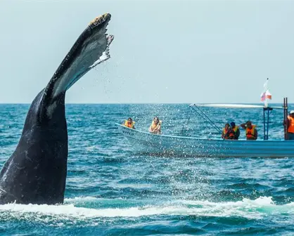 Inicia la temporada de avistamiento de ballenas en Oaxaca: fechas, destinos y tips para tu visita